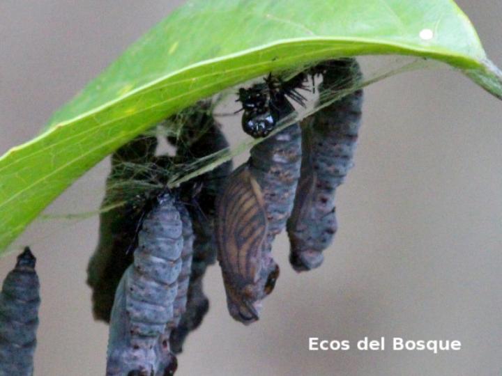 Pupas de Heliconius doris