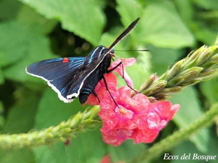 Phocides lilea