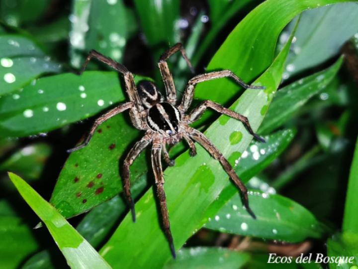 Rabidosa santrita