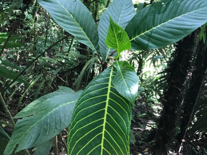 Sanchezia parvibracteata (Lotería)