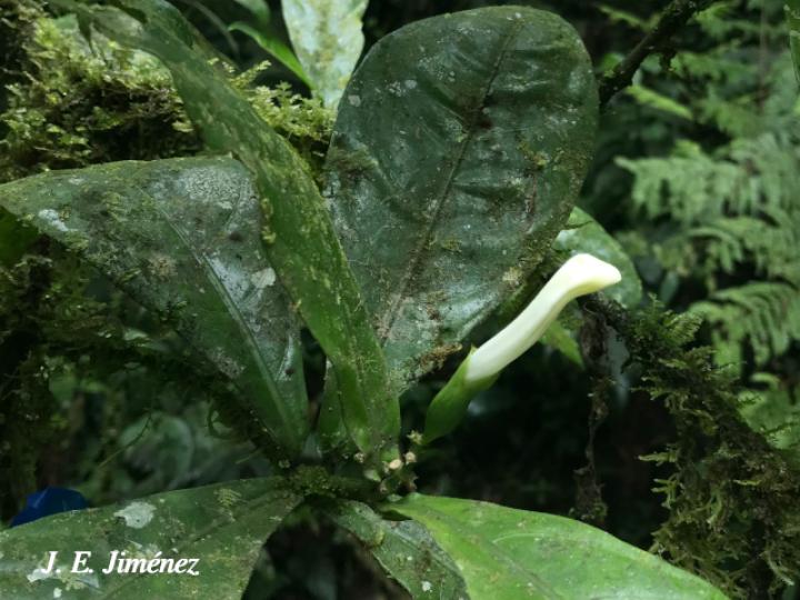 Spathacanthus hoffmannii