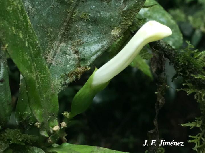 Spathacanthus hoffmannii