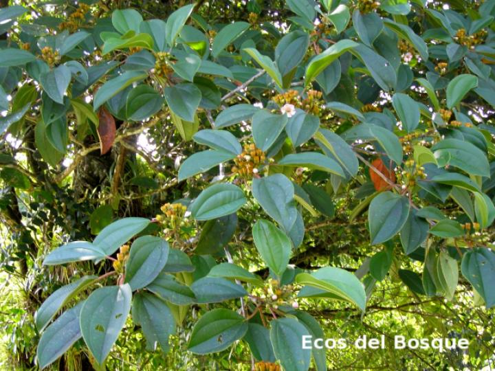 Topobea maurofernandeziana