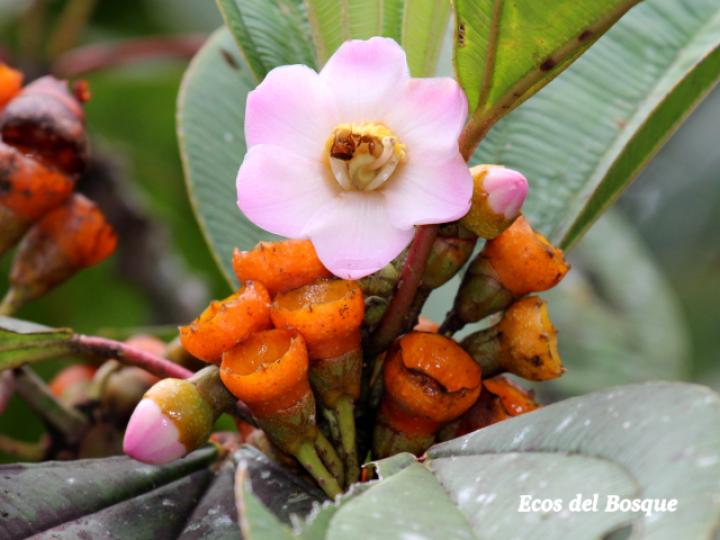 Topobea maurofernandeziana