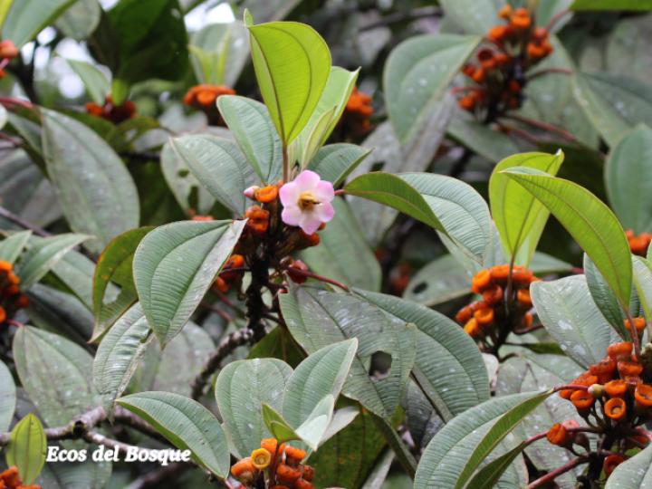 Topobea maurofernandeziana