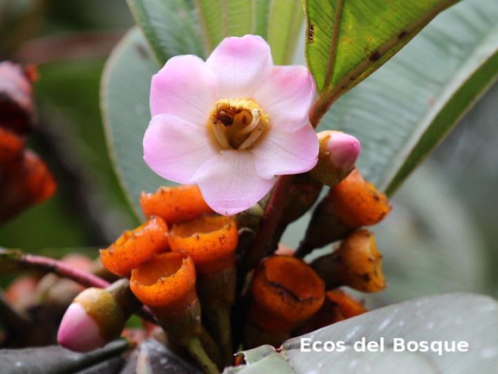Topobea maurofernandeziana