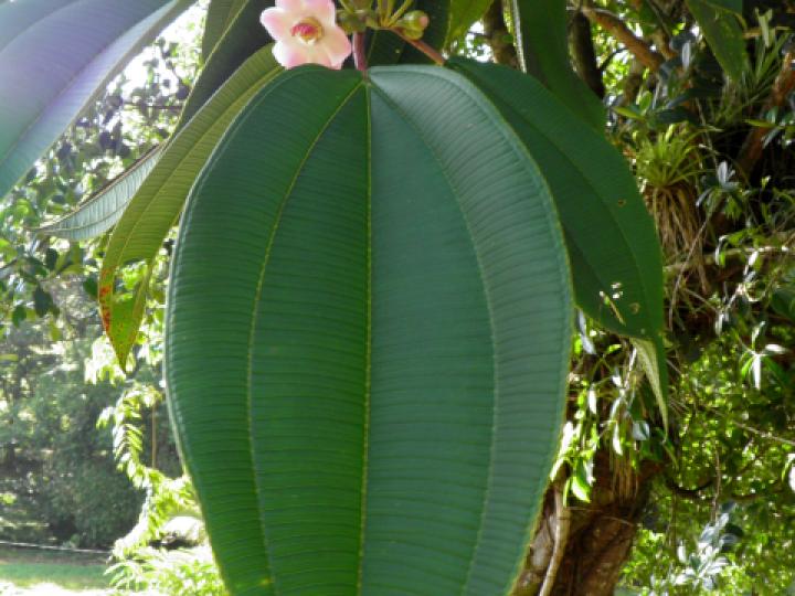 Topobea maurofernandeziana