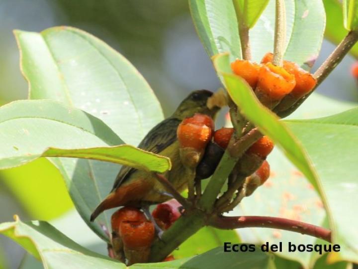 Topobea maurofernandeziana