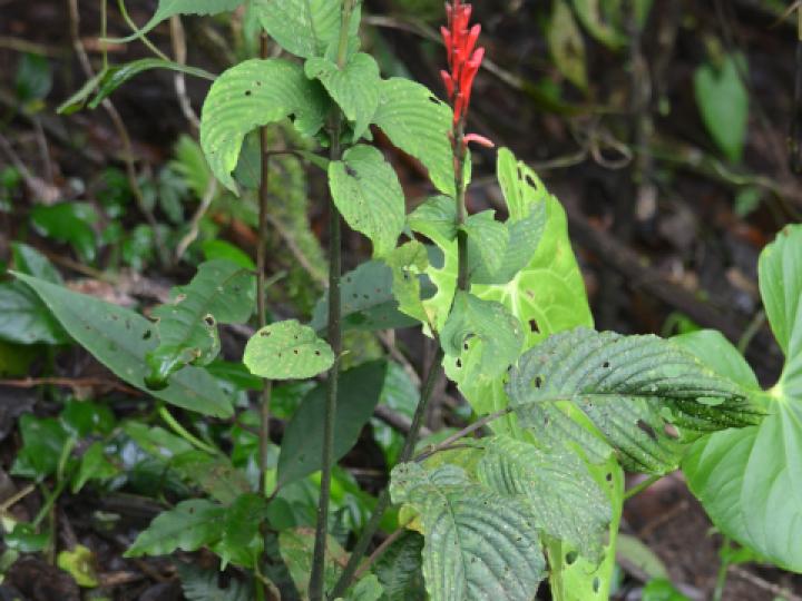 Stenostephanus wilburii (Pavón rojo)
