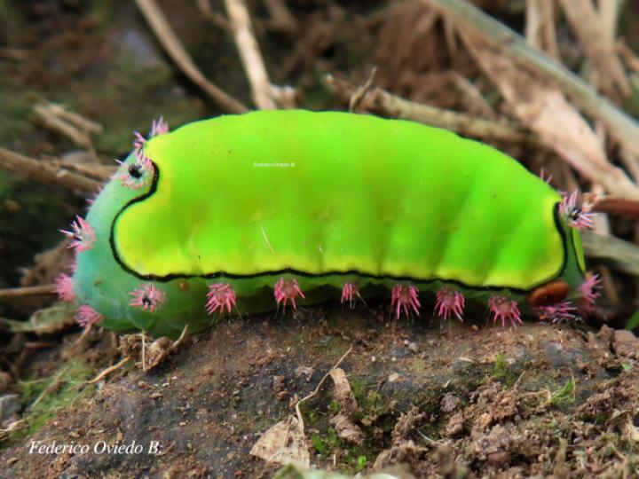 Acharia horrida