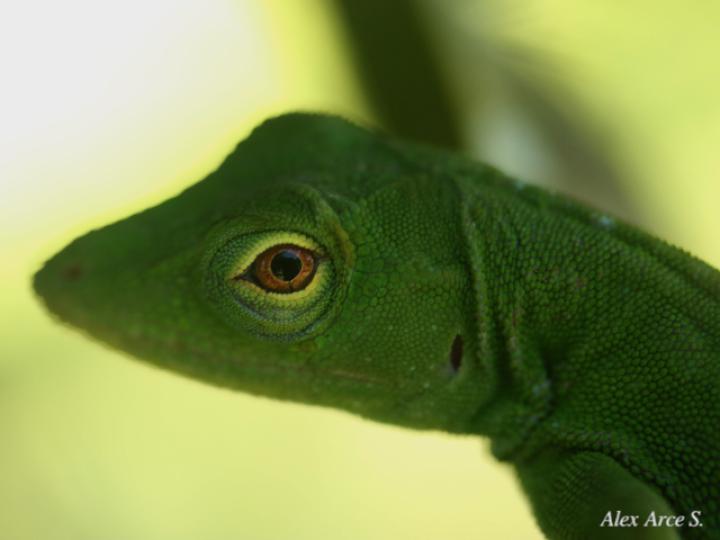 Anolis biporcatus