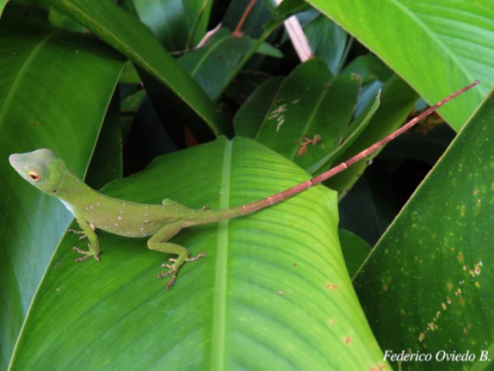Anolis biporcatus
