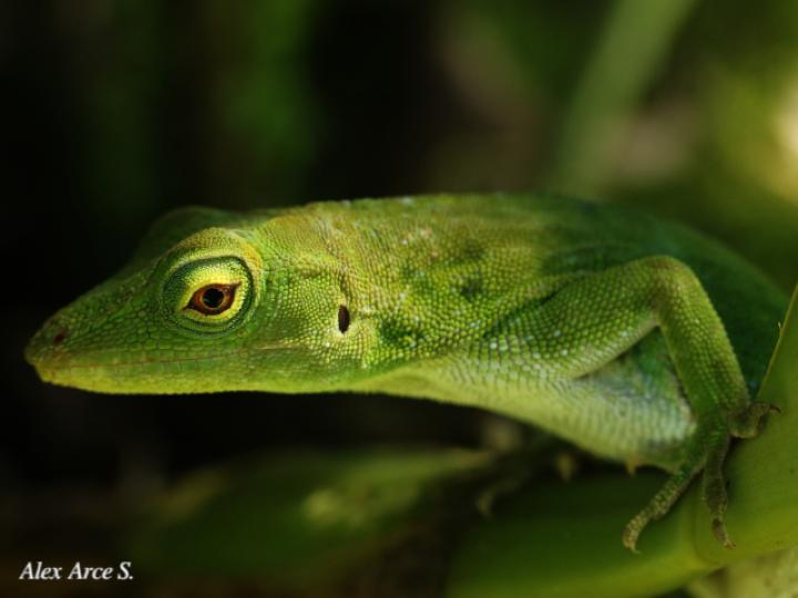 Anolis biporcatus