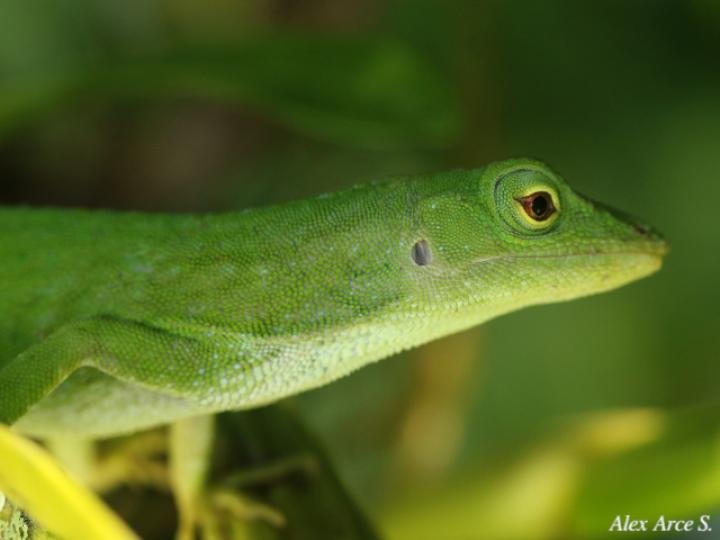 Anolis biporcatus