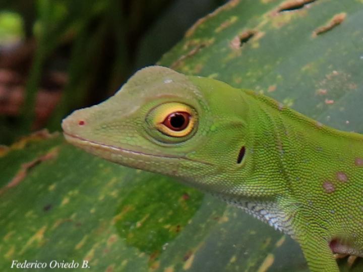 Anolis biporcatus