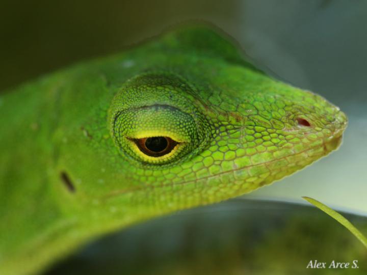 Anolis biporcatus