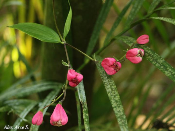 Bomarea obovata (Papa de venado)
