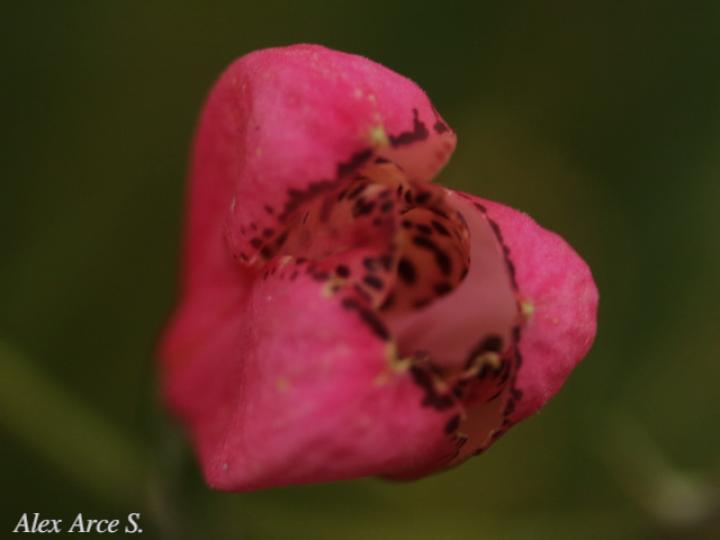 Bomarea obovata (Papa de venado)