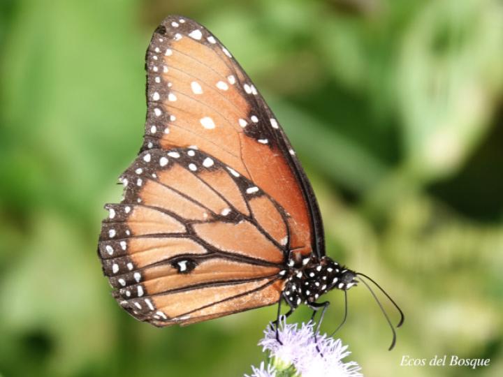 Danaus eresimus montezuma