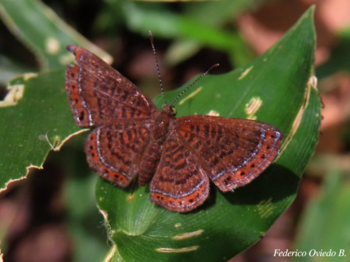 Detritivora barnesi