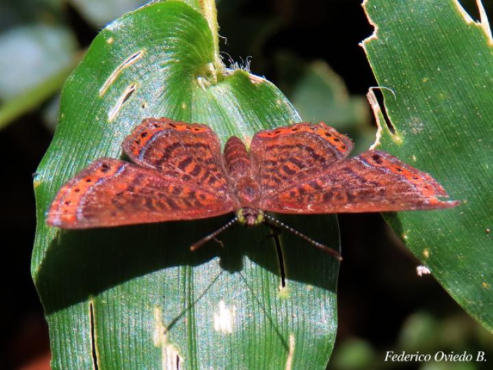 Detritivora barnesi