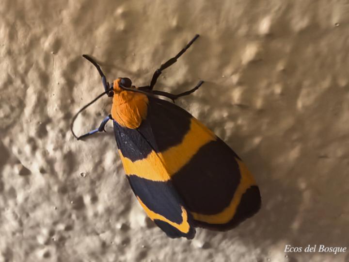 Eudesmia menea