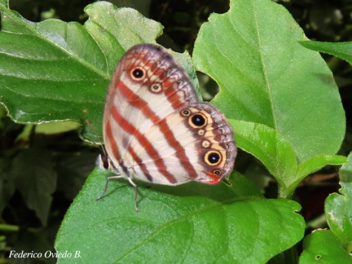 Euptychia westwoodi