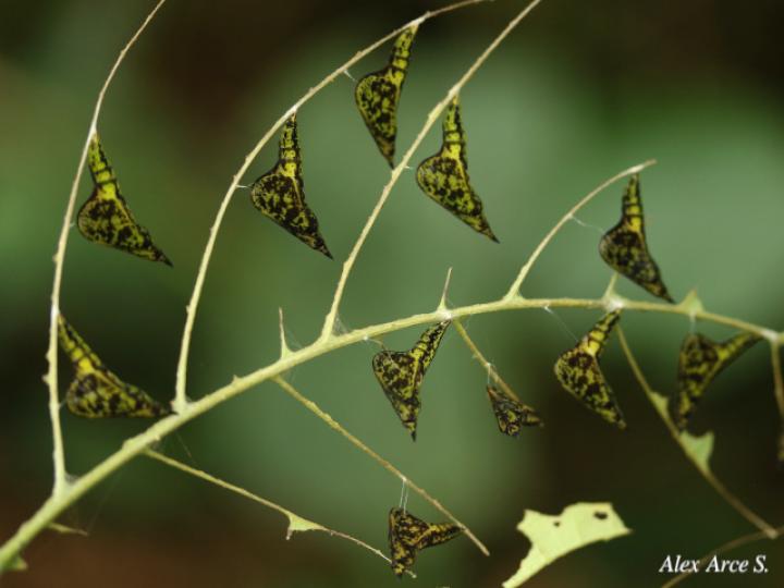 Eurema xanthochlora (Mariposa amarillo tropical)
