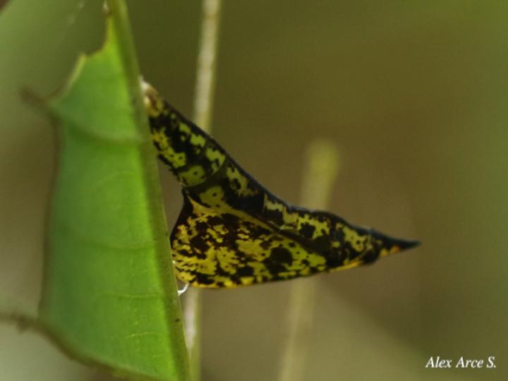 Eurema xanthochlora (Mariposa amarillo tropical)