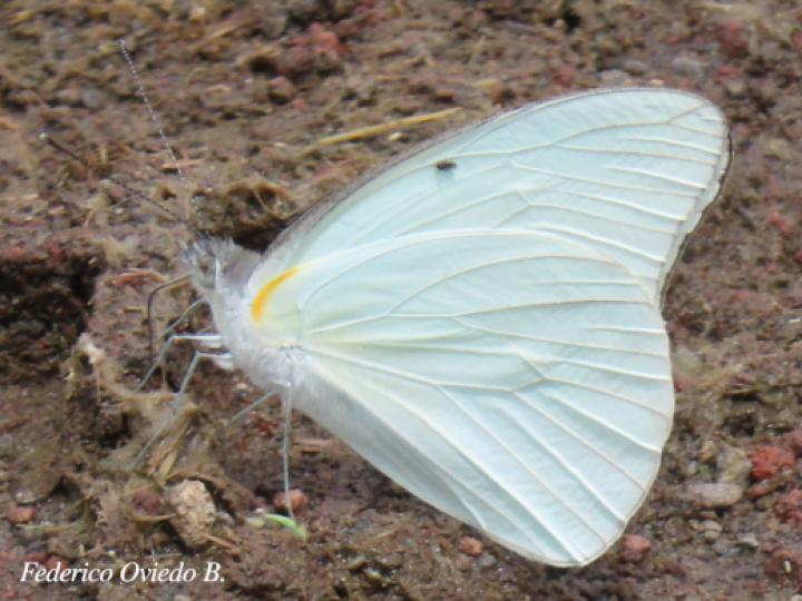 Glutophrissa drusilla