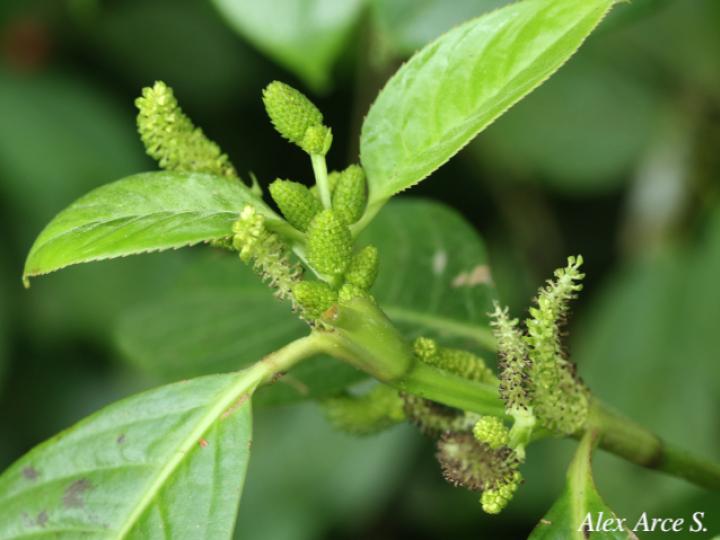 Hedyosmum bonplandianum (Pitillo, Aguillo)