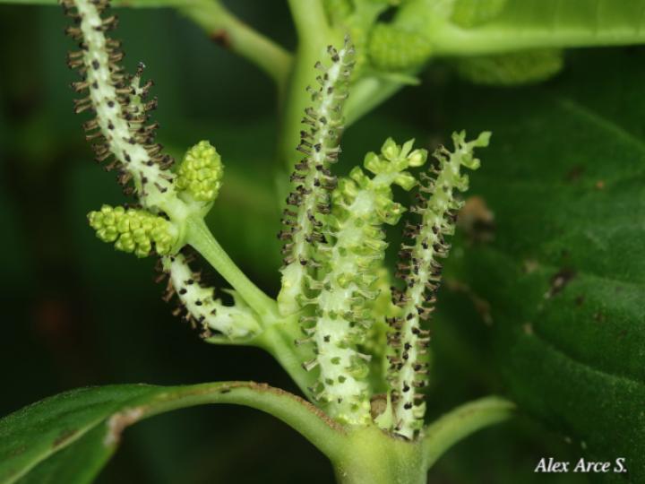 Hedyosmum bonplandianum (Pitillo, Aguillo)