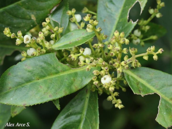 Hedyosmum bonplandianum (Pitillo, Aguillo)