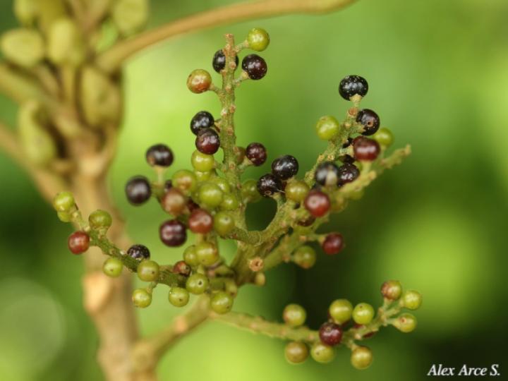 Hieronyma alchorneoides (Pilón)