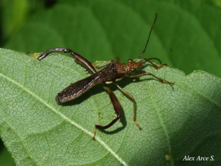 Hyalymenus tarsatus (Insecto texano patas arqueadas)