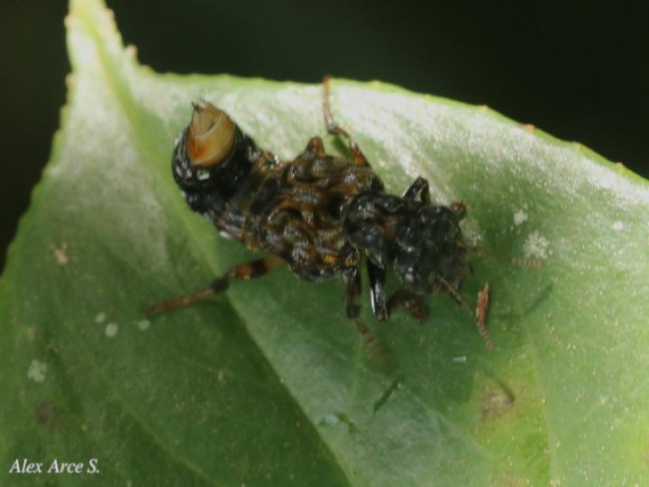 Leistotrophus versicolor