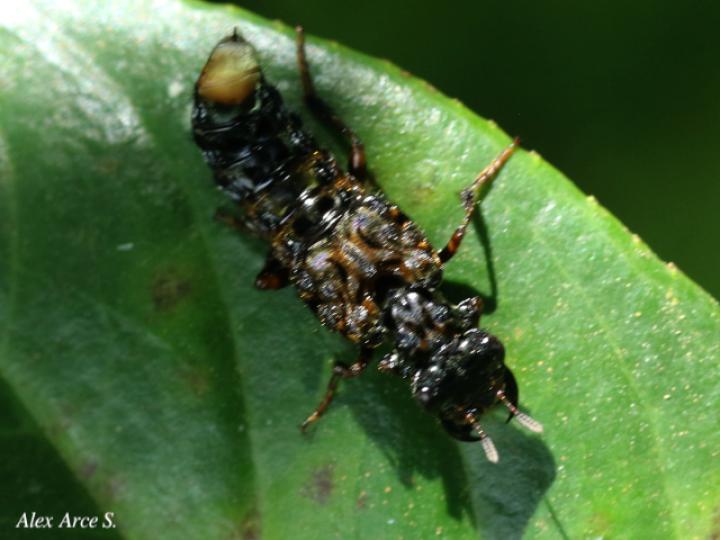 Leistotrophus versicolor