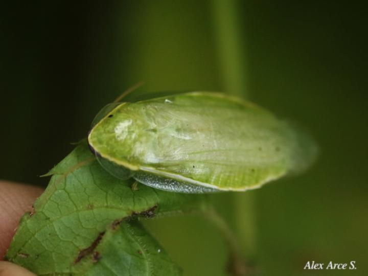 Panchlora nIvea (Cucaracha verde)