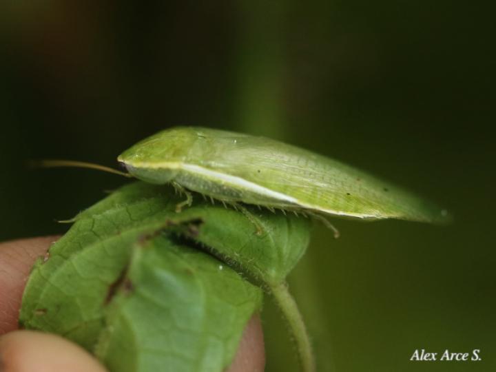 Panchlora nIvea (Cucaracha verde)