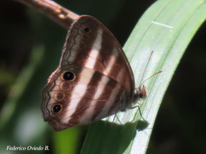 Pareuptychia ocirrhoe