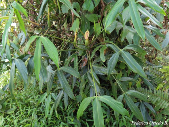 Philodendron anisotomum