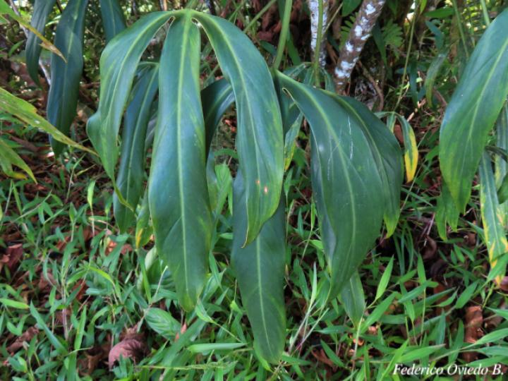 Philodendron anisotomum