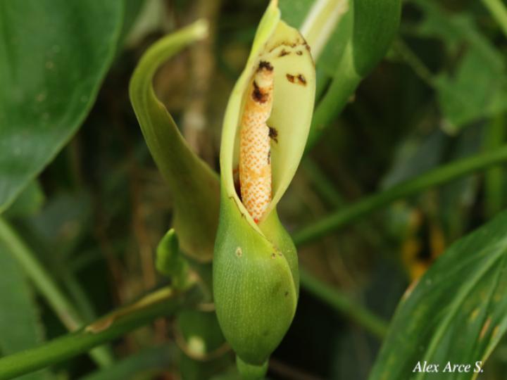 Philodendron anisotomum
