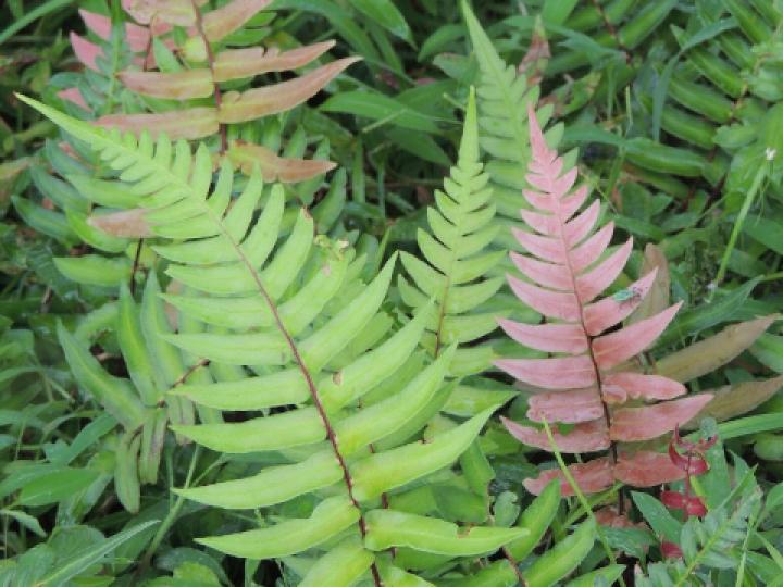 Blechnum occidentale