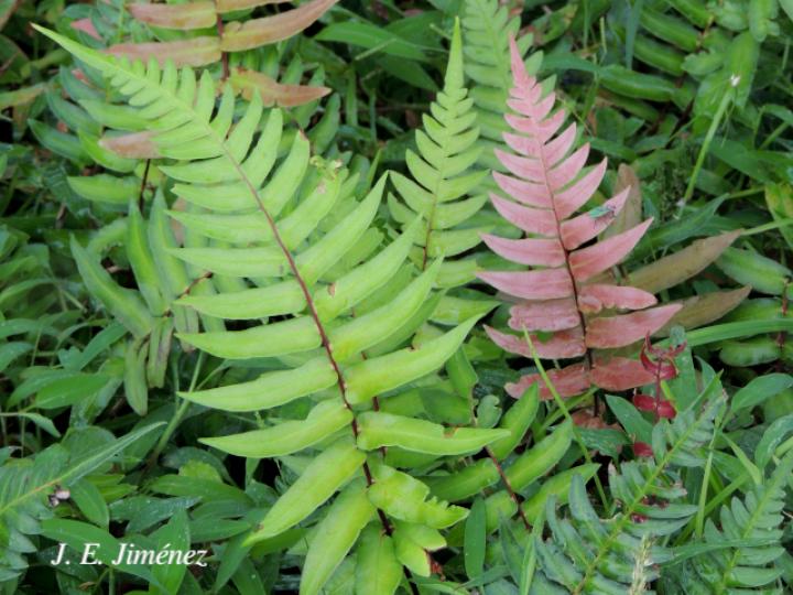 Blechnum occidentale