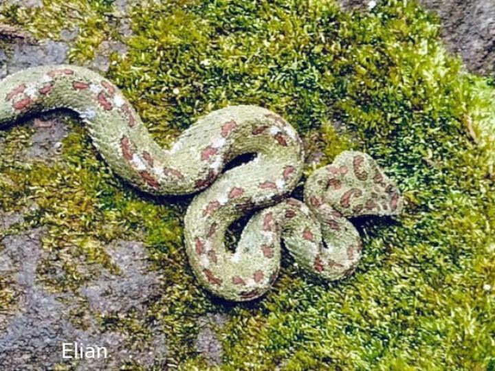 Bothriechis schlegelii (Bocaracá, Víbora de pestañas)