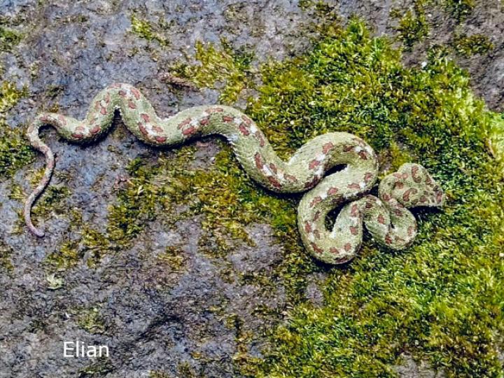 Bothriechis schlegelii (Bocaracá, Víbora de pestañas)