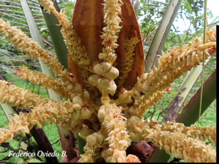 Cocos nucifera