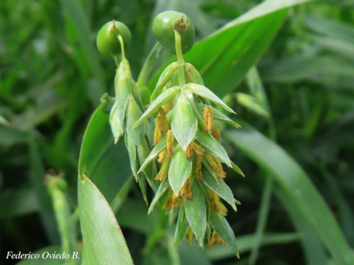 Coix lacryma-jobi (Lágrimas de San Pedro)