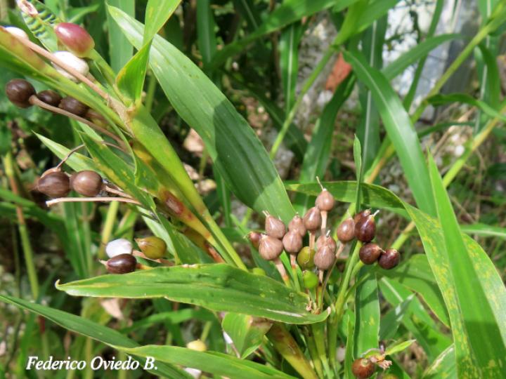 Coix lacryma-jobi (Lágrimas de San Pedro)